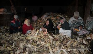 Read more about the article Oarţa de Sus – Clacă la desfăcatul porumbului (VIDEO-Galerie FOTO)