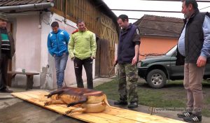 Read more about the article Oarţa de Sus – Tăiatul porcului de Crăciun (VIDEO-galerie FOTO)